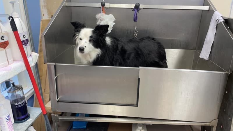 A border collie standing in the stainless steel grooming bath at Trixies Trims, shower hose and shampoo to hand