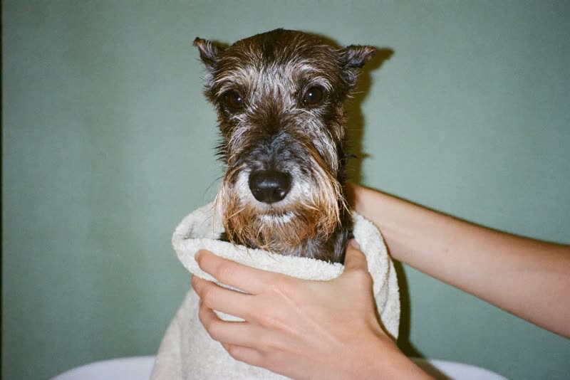 A schnauzer being towel-dried after its bath