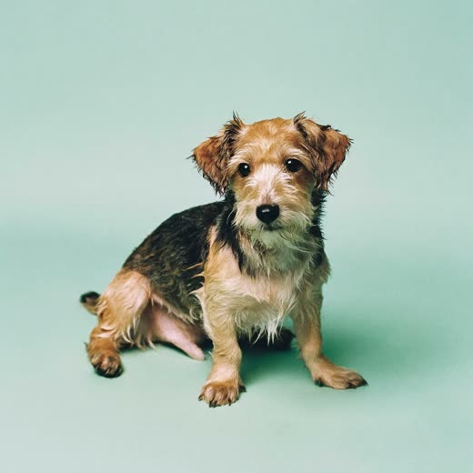 A small terrier just out of the bath